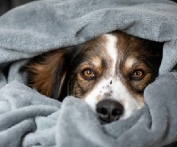 Blanket Donation - Grey (Donated Directly To The Shelter)